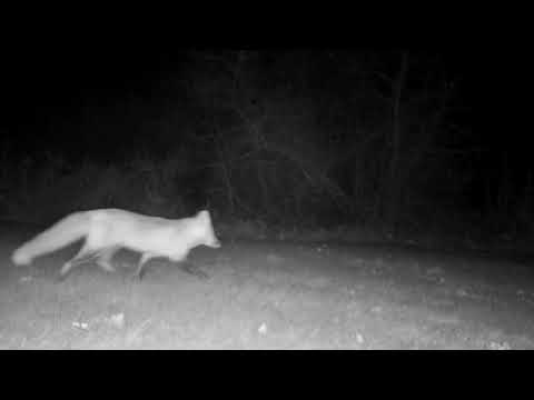 Red Fox | Trail Cams | 9 Clips | 1 Animal Each | Fall
