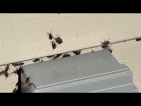 That's a Lot of Boxelder Bugs in East...