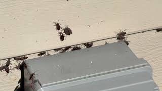 Watch video: That's a Lot of Boxelder Bugs in East Brunswick, NJ