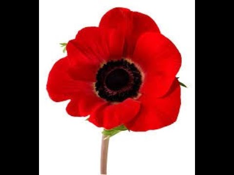 {Dean Parrish}{Purple Mountain Majesty}From The Album {Wars Foreign And Domestic}(mix3)