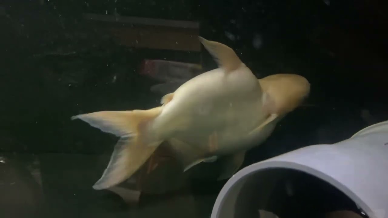 アルビノカイヤンショートボディ 大型魚　ナマズ#カイヤン#アルビノカイヤン#ナマズ#熱帯魚#大型魚#monsterfish