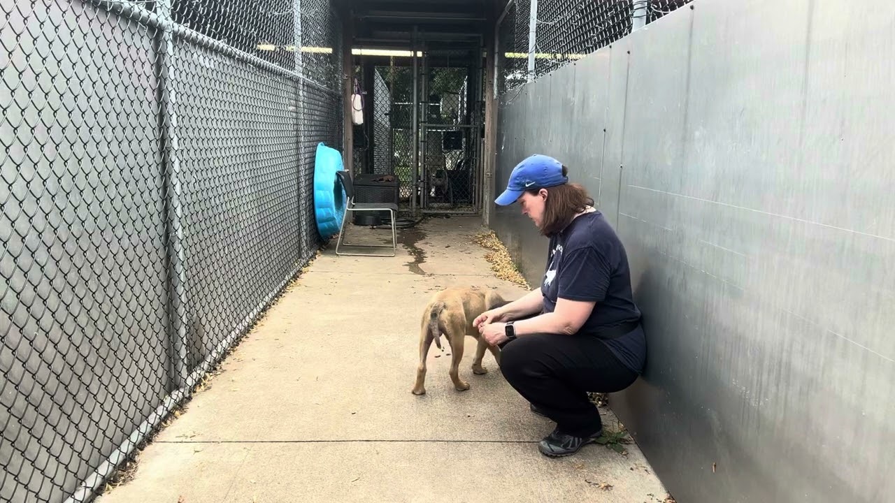 Bisbee video preview