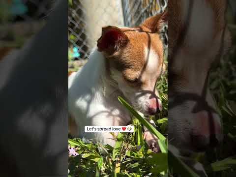 Can you help our rescue dogs⁉️🥺Link in our bio🫶 #amazon #rescuedog #chihuahua #shelter #florida