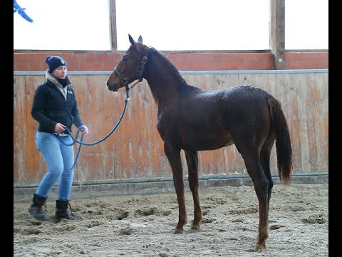 Oldenburger Stutfohlen von Dreamboy/Damon Hill/De Niro