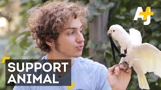Emotional Support Animal – This Cockatoo Has Your Back