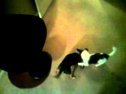 George zimmerman..vs trayvon.88