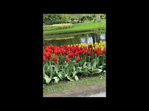 Tulip Garden Keukenhof April 2024