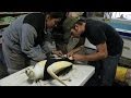 Sea Turtle With One Flipper Gets Rudder Prosthetic | Nature on PBS