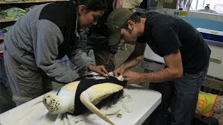 Sea Turtle With One Flipper Gets Rudder Prosthetic | Nature on PBS
