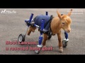 baby goat wheelchair