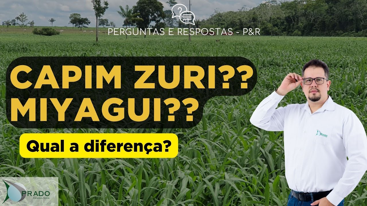 Qual capim usar? Zuri ou Miyagui?