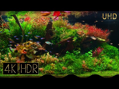 [Cropped] Underwater Colors | Aquascape • Fixed 3hours 4K HDR 60fps Real Aquarium • Water sound