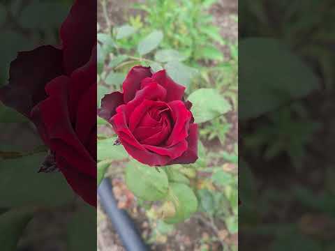 gulabachi kali .....#ytshorts #yt #youtubeshorts #flowers