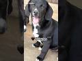 Beautiful Bruno Is Still Looking For A For Ever Family Shorts Adopt Dog Puppy Love
