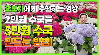 단돈 2만원 수국으로 5만원 수국 만드는 특별한 방법 공개! #정원수 #조경수 #귀농귀촌