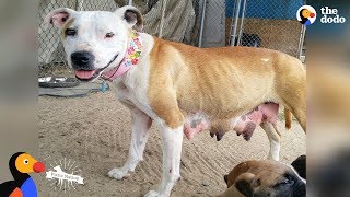Pit Bull Mom Leads Rescuers To Her Babies UPDATE | The Dodo Pittie Nation by The Dodo