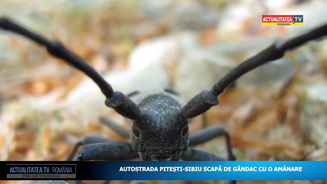 Gandac Autostrada Sibiu Pitesti