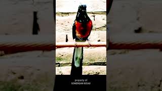 Download lagu MURAI BATU GACOR NEMBAK 30 DETIK mp3