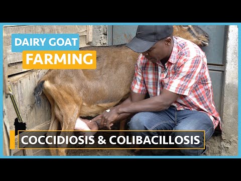 Dairy Goat Farming Lesson 1 Course Outline