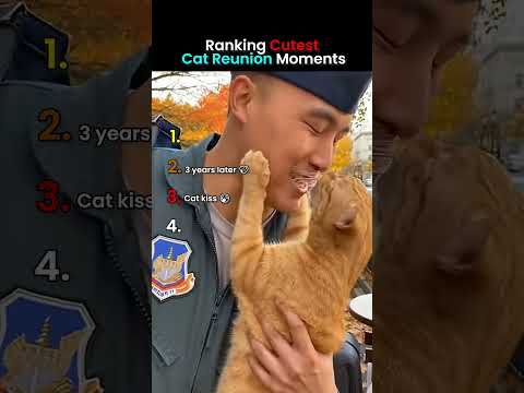 Ranking the Most Emotional Cat Moments Ever 🐱#cat