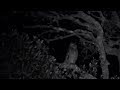 Spotted Eagle Owls Calling