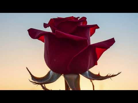 Lamaan Abdii Boru (boonsaa) "Osoo na jaallatte" 2025 new oromo music