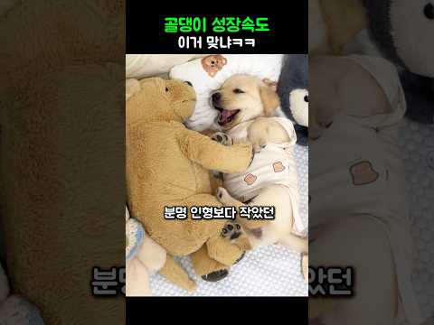 골댕이 성장속도 이거맞냐ㅋㅋ