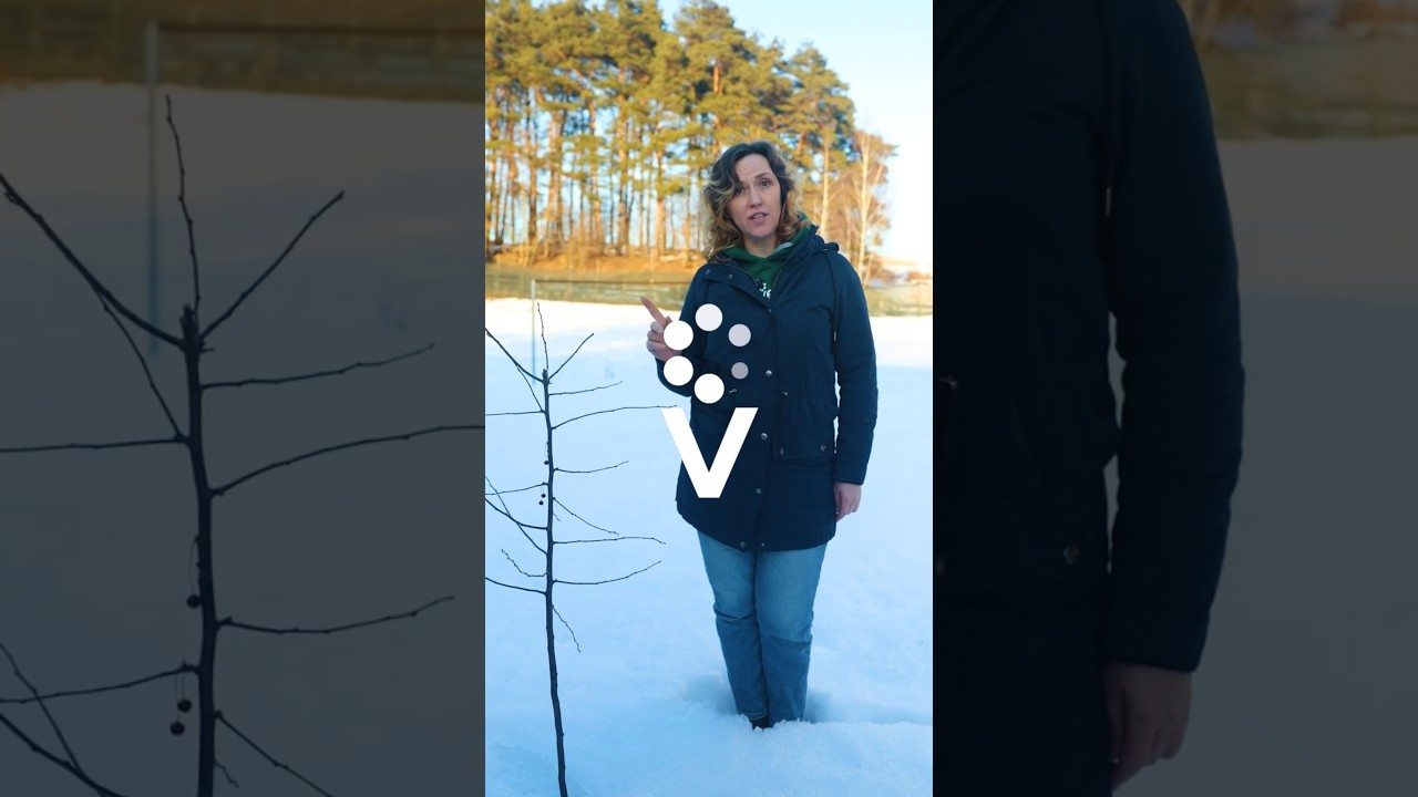 Самая первая и очень важная обработка сада от опасных вредителей! Не пропустите!