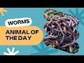 Worm -- Bugs for Kids | Educational Animal Videos for Children, Homeschoolers, and Teachers