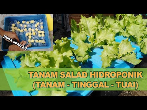 , title : 'Ini Cara Saya Tanam Salad Hidroponik Hanya Guna Bekas RM2'
