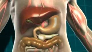 Energy Food Metabolism