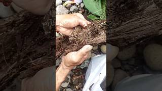 Download lagu Umpan paling jitu untuk ikan tawes sirip kuning pas air nya keruh.#fishing #mancing #mancingmania mp3