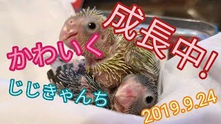 孵化したりダメだったり🐣