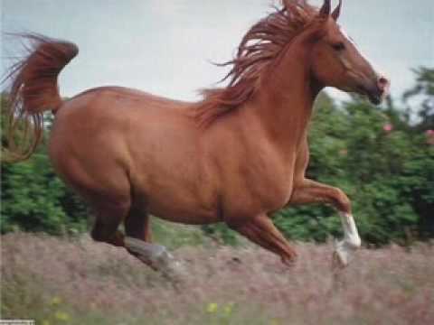 Wspaniałe nasze konie Adam Zwierz