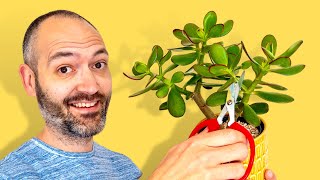 How To Propagate A Jade Plant From A Single Stem