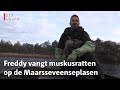 Tunnels en hollen langs de oevers? Daar zit misschien een muskusrat! | RTV Utrecht