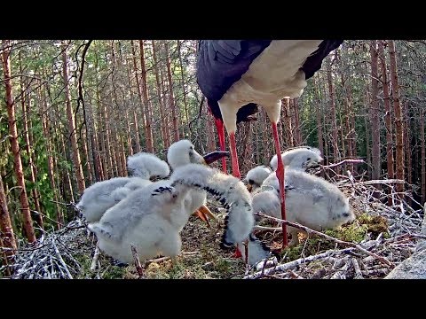 Must-toonekurg~Breakfast by Karl II, Fish for two-SLOMO~7:09 AM 2019/06/07