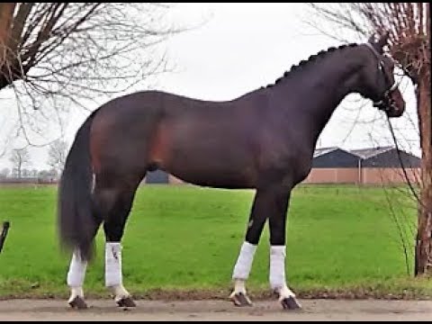 Sensational dressage talent. 3 year old Foundation son.