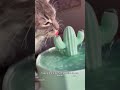 How Often Dose Your Cat Drink A Day Happyandpolly Cat Gatos Waterfountain