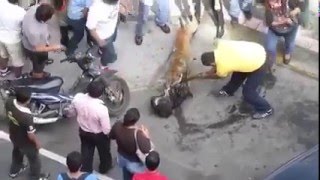 Dog Fight That Shocked Entire World