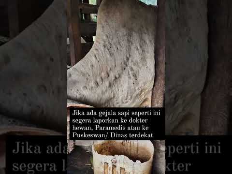 , title : 'Waspada Penyakit Lumpy Skin Disease (LSD) Sapi di Indonesia'