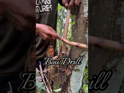 Bow drill using a fire board from a jackfruit stump #primitivefirelighting #bushcraft #survival