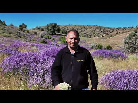 Balcı Selahattin – Hikayemiz