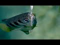 The Fish with Incredible Shooting Aim | Planet Earth III Behind the Scenes