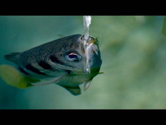 The Fish with Incredible Shooting Aim | Planet Earth III Behind the Scenes