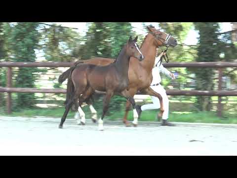 Dancier Gold X Bright Speed