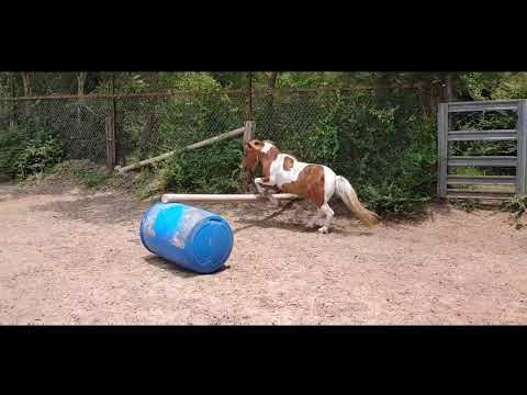 Free Lunging a mini horse adding a jump and poles