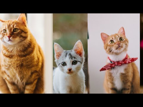 Baby Cats - Cute and Funny Cat Videos Compilation #67 | Balwinder gujjar