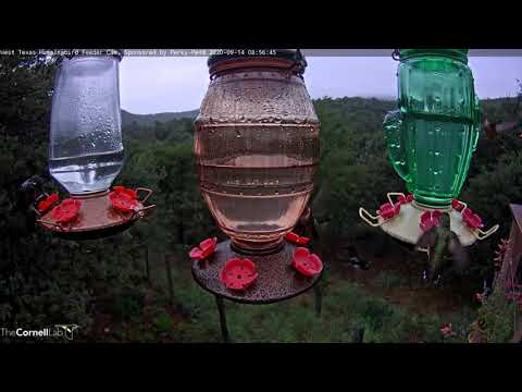 Immature Male Rivoli's Hummingbird Flashes With Beautiful Iridescence – Sept. 14, 2020