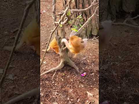 Watching Monkey Protect Wildlife # AnimalLife #Shorts 090322 2